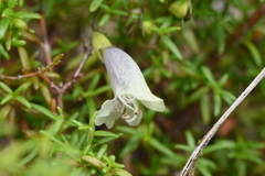 Prostanthera serpyllifolia