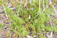 Prostanthera serpyllifolia