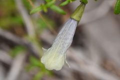 Prostanthera serpyllifolia