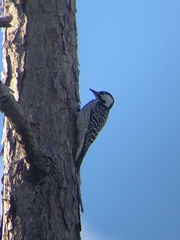 Dryobates borealis