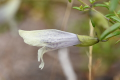 Prostanthera serpyllifolia