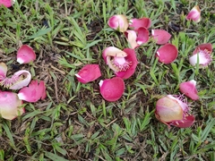 Couroupita guianensis