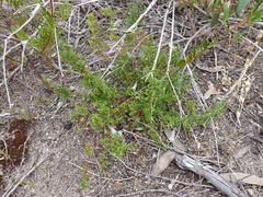 Prostanthera serpyllifolia