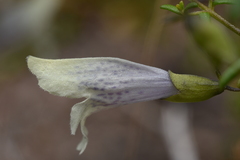 Prostanthera serpyllifolia