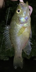 Lepomis gulosus