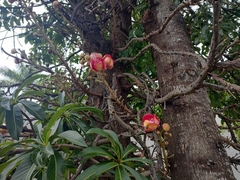 Couroupita guianensis