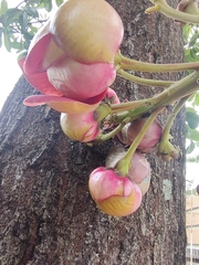 Couroupita guianensis