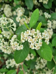 Cotoneaster glaucophyllus