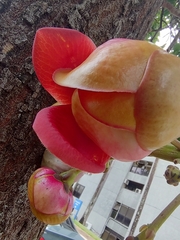 Couroupita guianensis
