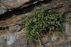 Asplenium montanum
