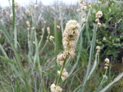 Baccharis sagittalis