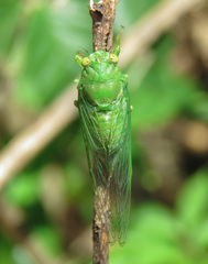 Cicadettinae
