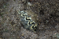 Tridacna noae