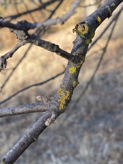 Candelariella rosulans