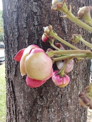 Couroupita guianensis