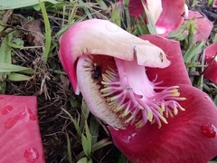 Couroupita guianensis
