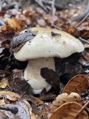 Cortinarius albofragrans