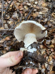 Cortinarius albofragrans
