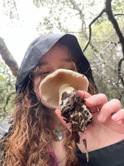Cortinarius albofragrans