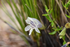 Prostanthera serpyllifolia