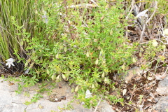 Prostanthera serpyllifolia