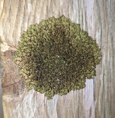 Melanelixia subaurifera