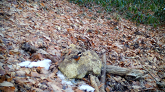 Sittiparus varius varius