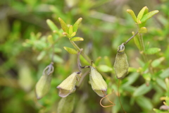 Prostanthera serpyllifolia