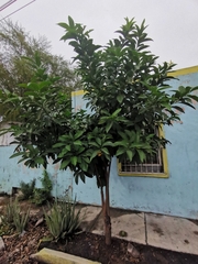 Ehretia tinifolia