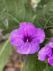 Ruellia simplex
