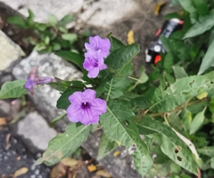 Ruellia simplex