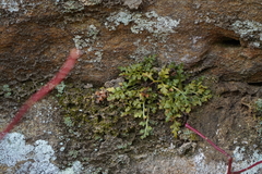 Asplenium montanum