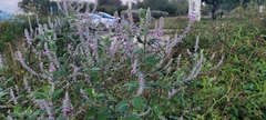 Aloysia macrostachya