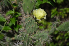 Opuntia caracassana