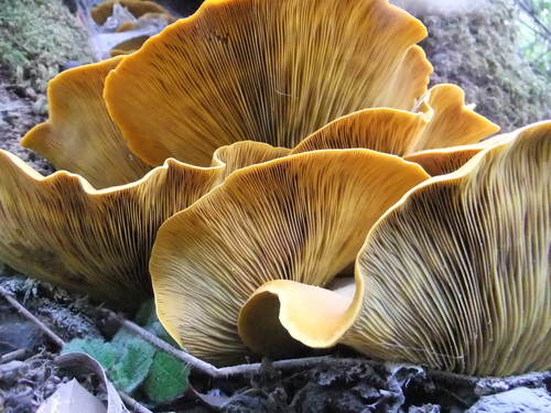 western jack-o'-lantern