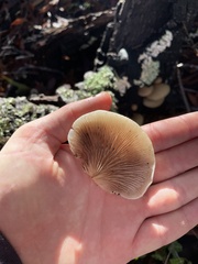 Crepidotus mollis