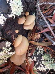 Crepidotus mollis