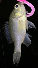 Lepomis gulosus