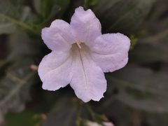 Ruellia simplex