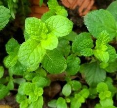 Mentha spicata