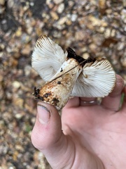 Russula fragrantissima