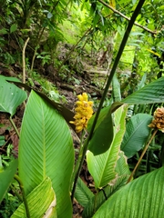 Goeppertia majestica