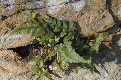 Asplenium pinnatifidum