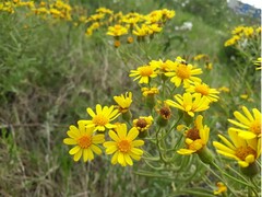 Senecio heterotrichius