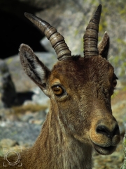Capra pyrenaica