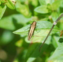 Agrilus