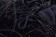 Crotalus triseriatus