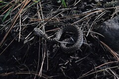 Crotalus triseriatus