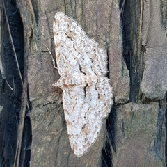 Didymoctenia exsuperata