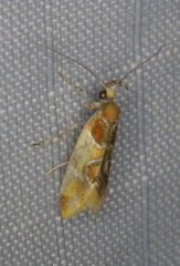 Epicallima argenticinctella